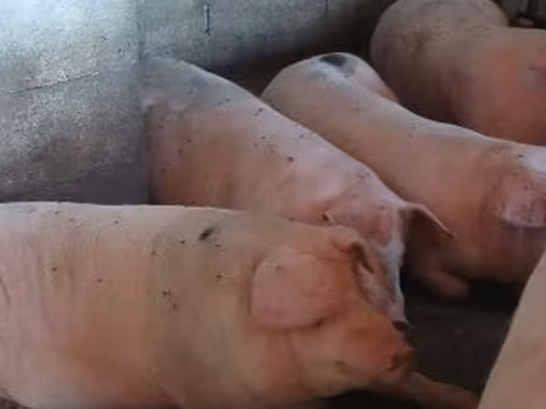 Boar, Крупная белая