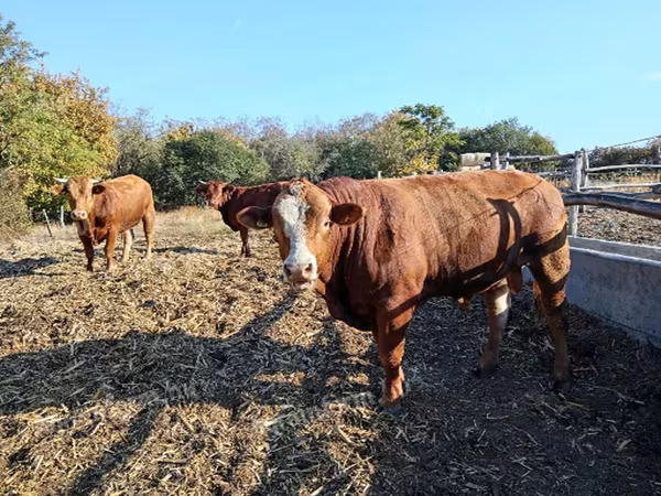 Bulle, Simmental cattle