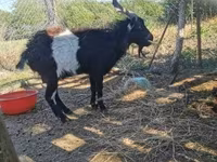تيس, Pomellata goat — الصورة 1