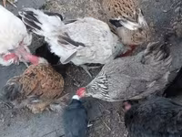 Chickens — 写真 3