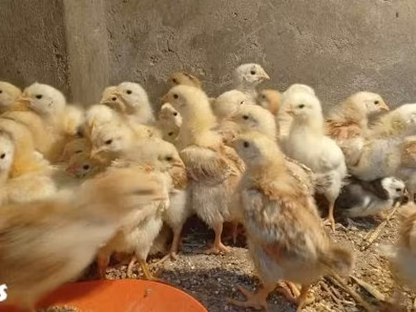 Chickens
