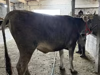 雌牛, Swiss cattle — 写真 5