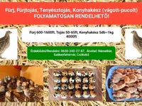 Quails — Foto 1