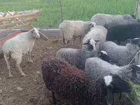 Widder, Romanov sheep — Foto 1