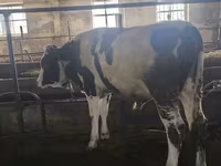 सांड, Simmental cattle — फ़ोटो 5