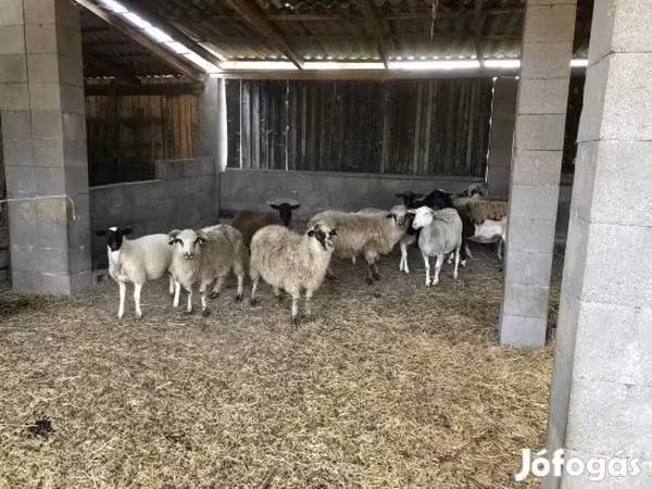 公羊, Sheep