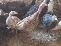 Turkeys — Foto 1