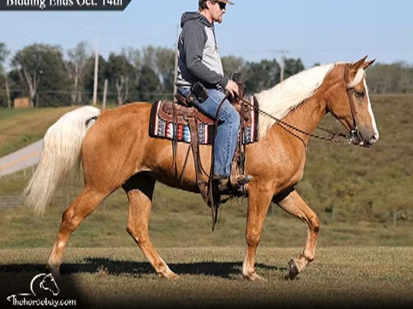 雌馬, Palomino