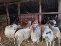 Schaf, Ile-de-France sheep — Foto 7