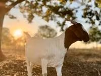 बकरी, Boer goat — फ़ोटो 1