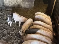 猪（批次，未指定性别）, Pigs — 照片 5