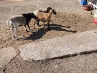 Ovca, Cameroon sheep — fotografija 4