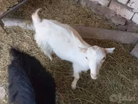 Echki, Saanen goat — 3-rasm