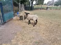 भेड़, White Suffolk sheep — फ़ोटो 4