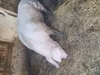 मादा सूअर, Крупная белая — फ़ोटो 2