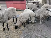 भेड़, White Suffolk sheep — फ़ोटो 2