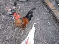 Chickens — photo 6