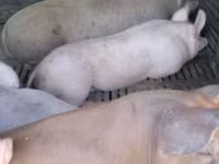 Knur, Świnie — zdjęcie 1