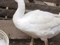 Geese — photo 2