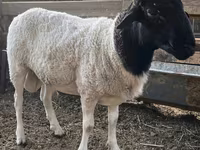 Ovan, Dorper sheep — fotografija 2