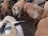 Ovce (partija, pol nije naveden), Cameroon sheep — fotografija 2