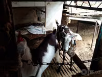 Koza, Beetal goats — fotografija 4