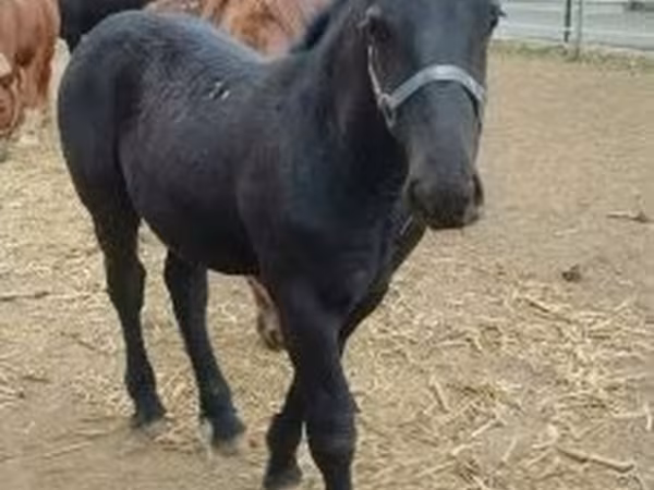 Koń, Hungarian horse breed