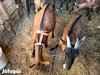 Cabro, Alpine goat — foto 8