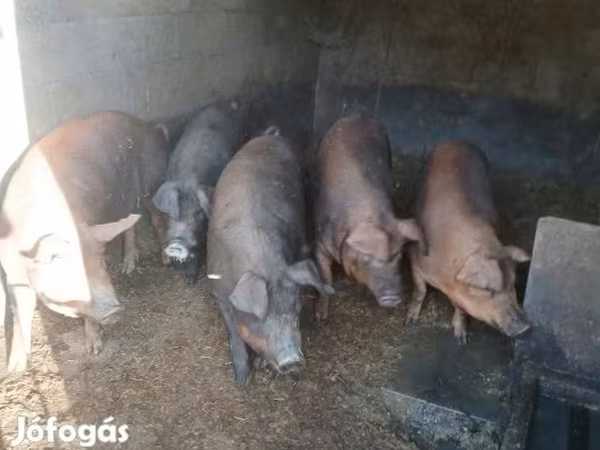 Sow, Мангалица
