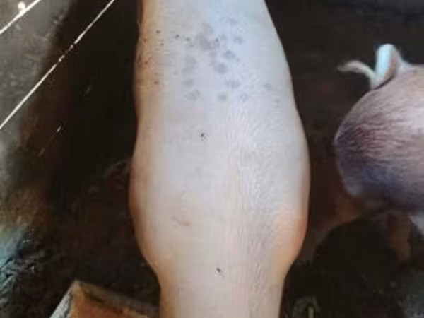 Vepar, Австралийская дикая