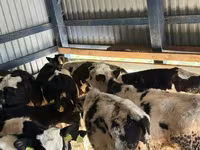 Cattle (batch, sex not specified), Russian Black pied cattle — photo 2