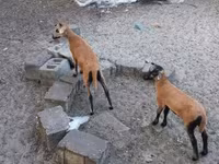 نعجة, Cameroon sheep — الصورة 1