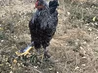 Chickens — 照片 3
