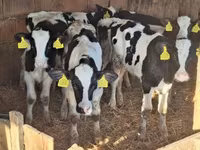 Bulle, Holstein-Rasse — Foto 3