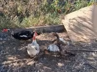 Ducks — Foto 3