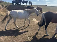 Kobyła, Horse breed — zdjęcie 2
