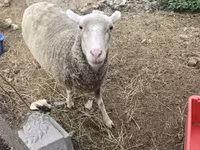 母羊, Australian merinos sheep — 照片 2