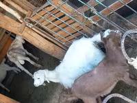 Koza, Kozy — zdjęcie 3