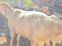 Bélier, Rhon sheep — photo 2
