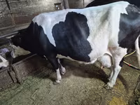 Krowa, Russian Black pied cattle — zdjęcie 5