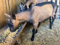 Теке, Alpine goat — 1-сурет