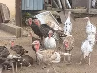 Turkeys — zdjęcie 8