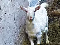 Chèvre, Saanen goat — photo 2