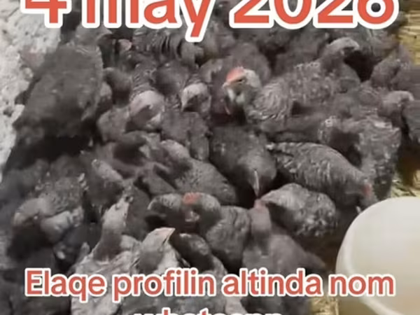Slovenska prugasta kokoš