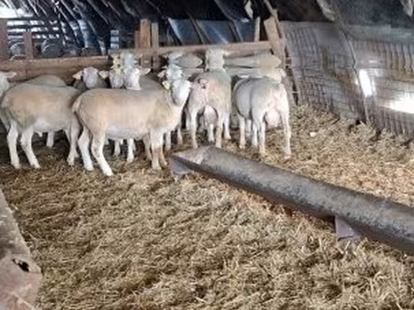 Bélier, Moutons — Hongrie
