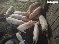 公猪, Крупная белая — 照片 4
