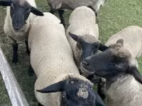 Қошқар, White Suffolk sheep — 4-сурет