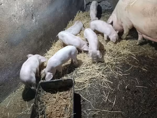 Świnie (partia, płeć nieokreślona), Крупная белая