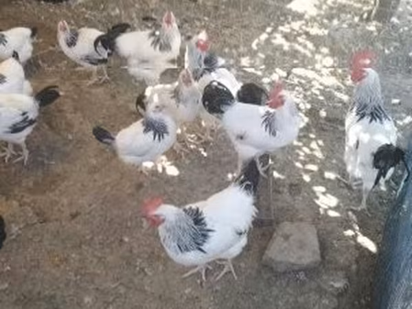 Saseks