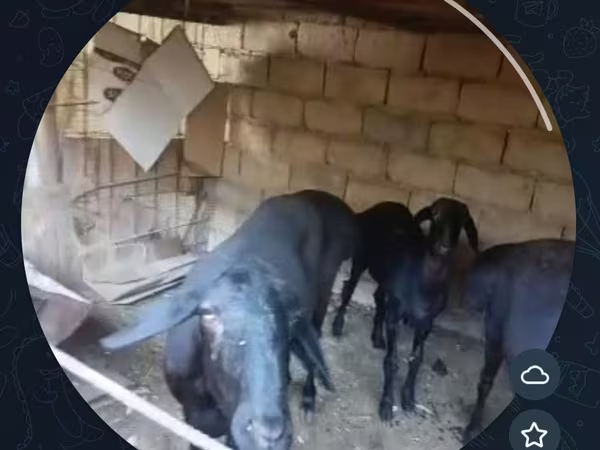 Қой, Қойлар